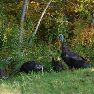 Turkey Habitat