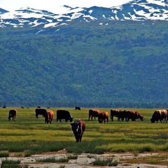 Cattle grazing on a field with mountains in the background.