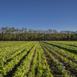 Specialty crops grow in a field, with trees and blue skies in the background.