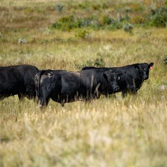 Three black cows grazing on rangeland.
