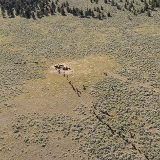 An aerial view of cows on rangeland walking towards a water source.