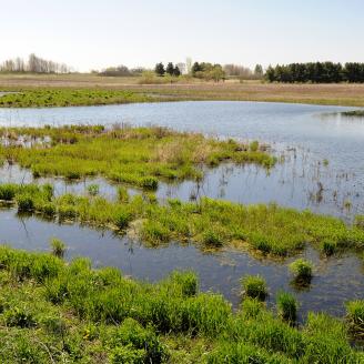 Wetlands in the foreground, with a tree line and light blue skies in the background.
