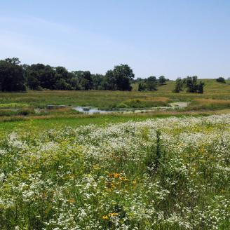 Wetlands, with blooming plants in the foreground and tress below blue skies in the background.