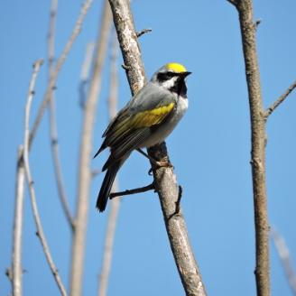 A golden-winged warbler perched on a tree limb.