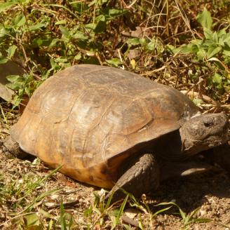 A gopher tortoise in vegetation.