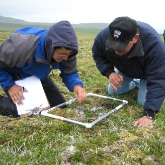Two men kneel down on the tundra and collect grass samples.