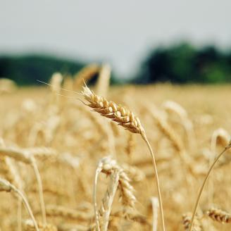 wheat