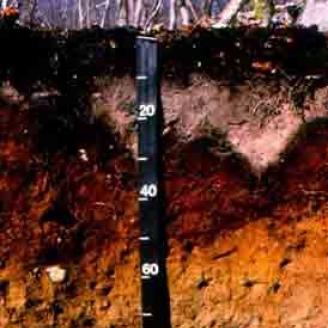 A picture of the Marlow series Soil, the state soil of New Hampshire