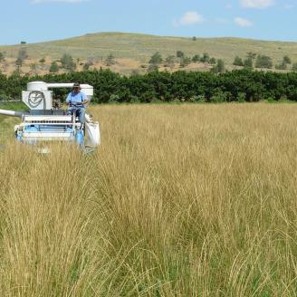 Pryor slender wheatgrass Foundation seed is harvested at the Bridger Plant Materials Center.