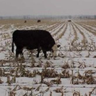 Cow grazing in the snow