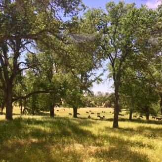 Cattle among oak trees in California