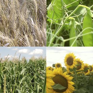 A crop rotation of wheat, peas, corn and sunflowers.