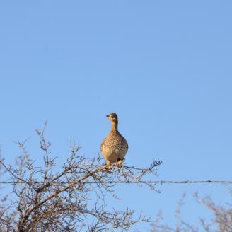 Bird on a fence 