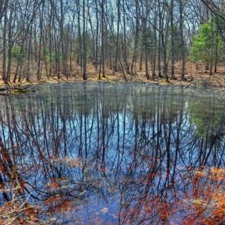 RI forest with small pond or bog