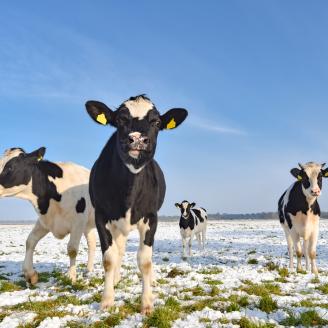 Cows grazing in winter field.