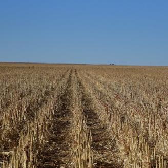 A field with rows of plants with their tops chopped off. Leaving residue in a field reduces erosion, builds soil organic matter, and provides cover for wildlife.