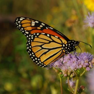 Mature monarch butterfly on plant with small purple flowers.