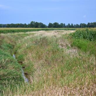 Location of an edge-of-field sampling site for water quality, with a small amount of water visible along the side of cropland growing corn, trees in the background, in blue skies above.