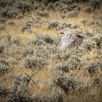 A sage grouse flying, with similar colors to the surrounding landscape.