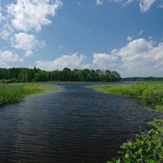 Waterway cutting through lush green wetlands heads toward a bluff of trees