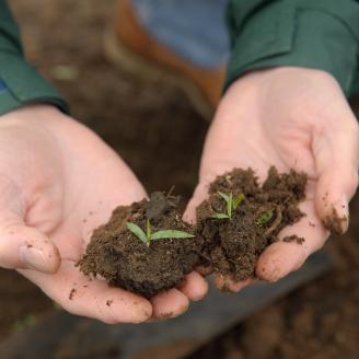 Soil scientist holding soil