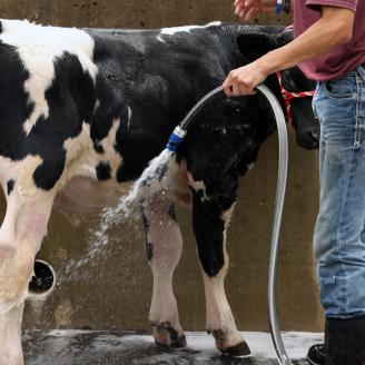 washing a cow with a hose