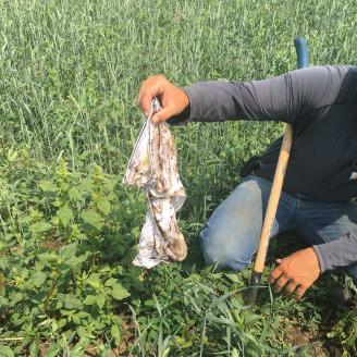 Soil Your Undies Challenge Participant holds up previously buried underwear