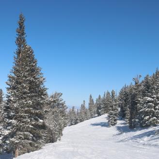 Photo of trees and snow near the Mt. Rose SNOTEL site