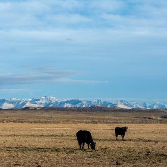 Cows graze a field in Carbon County, Utah.