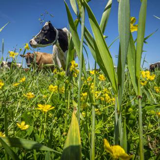 cows and flowers in field