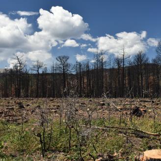 Land burned by Hermit's Peak/Calf Canyon Fire