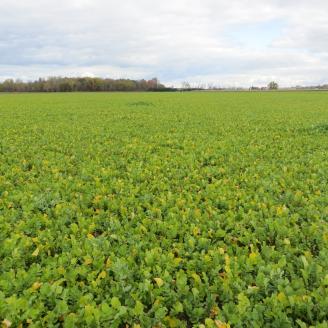 A mixture of cover crops on a Michigan field.