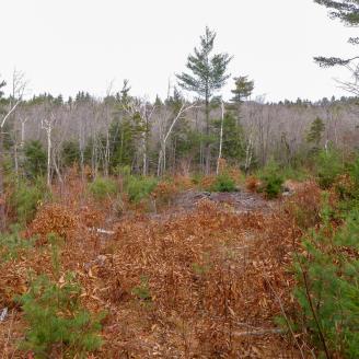 A [picture of a young forest developing - Early Successional Habitat Development