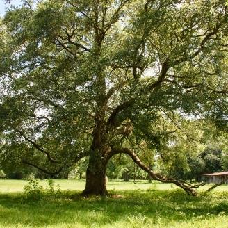 Louisiana Tree