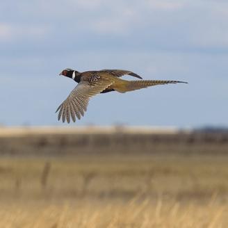 Ring-necked Pheasant in flight