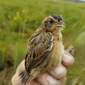 A saltmarsh sparrow held in a USFWS Biologist's hand in the field.