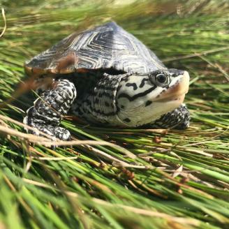 Northern diamondback terrapin (Malaclemys terrapin terrapin) on saltmarsh grass. Photo courtesy of Gabrielle de Meillon, RIDEM.