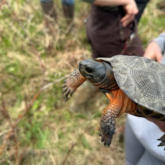 Wood Turtle
