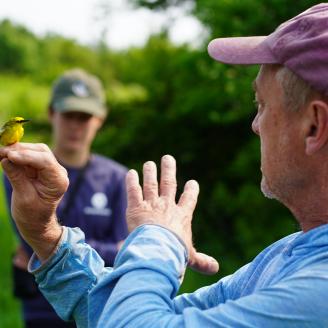 Golden-Winged Warbler Training