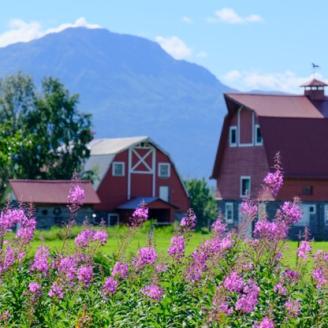Bardn with fireweed in a field in Alaska