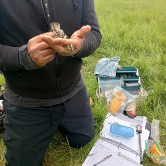 Grassland Bird Training