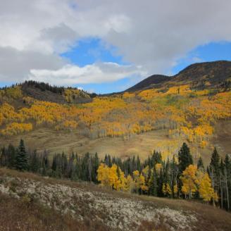 This is a picture of the Colorado aspen during the fall