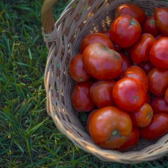 Jason Grimm started his farm enterprise, Grimm Family Farm in 2011, and manages his enterprises while farming alongside his family near North English, Iowa.
Among these tomatoes, Grimm Family Farm raises dry beans, pastured poultry and produce for local markets.
In addition to farming Jason works full time as the Food Systems Director at Iowa Valley Resource Conservation and Development in Amana, Iowa.
Since 2009, Jason has been the project manager of the RC&D’s Regional Food Initiative. Grimm mana