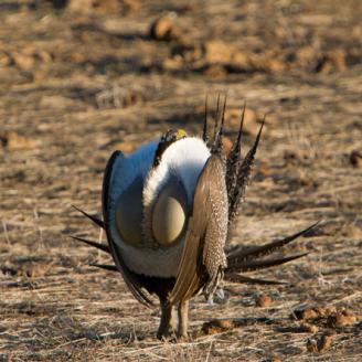 Sage-grouse numbers have declined throughout their native range, and the U.S. Fish and Wildlife Service (FWS) has added the species as a candidate for Endangered Species Act protection. 