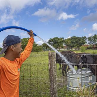 Farm technician Alex Ramirez waters the cattle for Dave Borrowes, a producer with the North-South Institute, in Davie, Florida, February 22, 2021.
USDA/FPAC Photo by Preston Keres