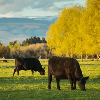 Black cows graze on farmland near Manastash Creek in Ellensburg, Washington. 
4-26-2017 Photo by Kirsten Strough