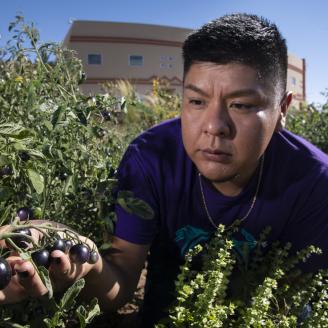 Institute of American Indian Arts (IAIA)1994 Land-Grant Tribal College and University (TCU) Land-Grant Research Assistant Kyle Kootswaytewa checks on the health of black tomato in the IAIA Demonstration Garden, in Santa Fe, NM, on Sept. 11, 2019. Some of their cherry tomatoes will be available in the cafeteria salad bar.
The garden demonstrates and promotes indigenous agricultural methods for food and medical crop cultivation while serving as an outdoor learning space.  It is designed and maintained by the 