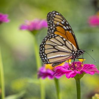 A Monarch butterfly visits the Zinnias on Goldpetal Farms in Chaptico, Md., July 17, 2021.
USDA/FPAC Photo by Preston Keres


