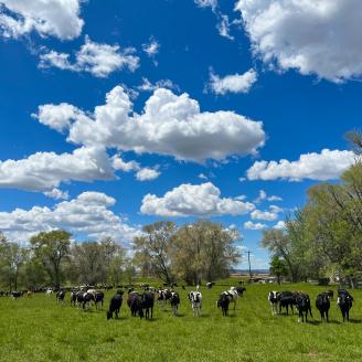 Cattle graze in a small pasture near Wendell, Idaho. 5/22/2022 by USDA/Kirsten Strough