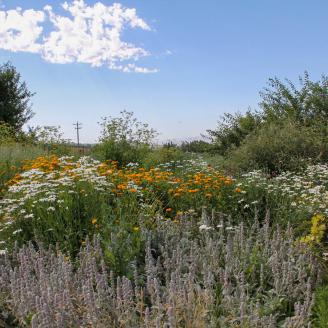 Flowers grow in a pollinator planting at Peaceful Belly Farm in Caldwell, Idaho on July 7, 2022. (NRCS photo by Carly Whitmore)